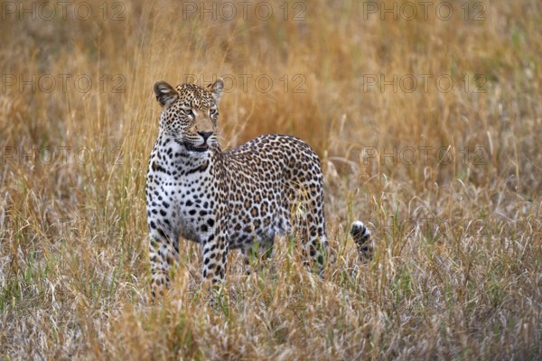 Leopard, Panthera pardus shortidgei, nature habitat, big wild cat in the nature habitat, sunny day on the savannah, Okavango delta Botswana. Wildlife nature. Africa wildlife
