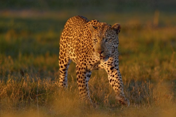 Okavango delta. Wildlife Botswana. Leopard golden grass sunset, Botswana, Africa. Big spotted cat in the wild nature. Morning sun ligt in nature. Sunrise in Africa, Africa