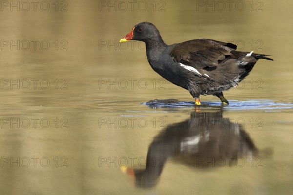 Common Moorhen (Gallinula chloropus), Castile-La Mancha, Spain, Europe