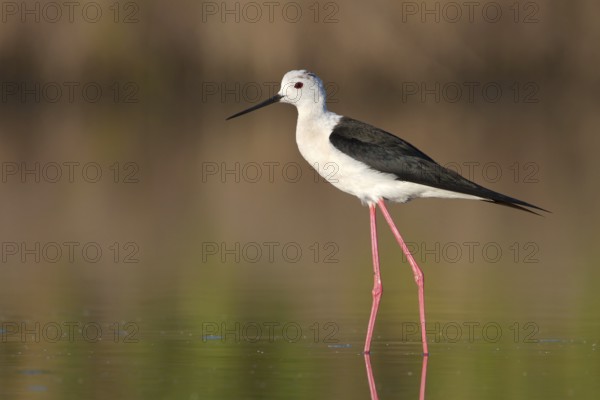 Black-winged Stilt (Himantopus himantopus), Camargue, France, Europe