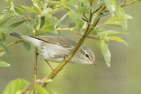 Arctic Warbler (Phylloscopus borealis), Finnmark, Norway, Europe