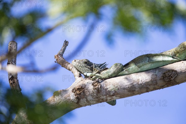 Green iguana (Iguana iguana) Pantanal Brazil
