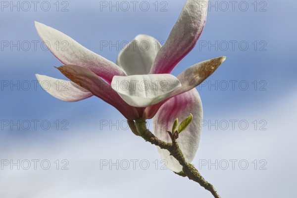 Single magnolia blossom in pink and white against a blue sky, Siegen, North Rhine-Westphalia, Germany, Europe