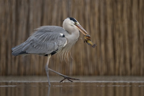 Grey Heron (Ardea cinerea) with fish prey in beak, Pusztaszer, Hungary, Europe