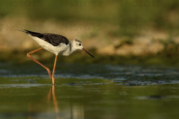 Black-winged Stilt (Himantopus himantopus) juvenile foraging, Piedmont, Italy, Europe