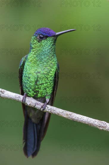 Violet-capped Woodnymph (Thalurania glaucopis) perched on a branch in the Atlantic rainforest of southeast Brazil