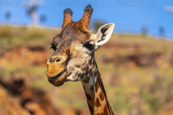 A giraffe is looking at the camera with its mouth open. The giraffe is standing on a rocky hillside