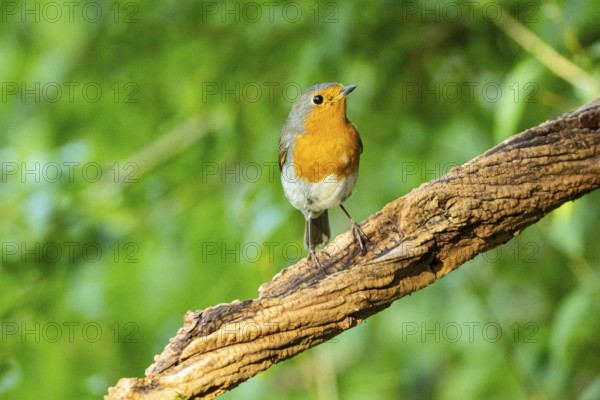 European robin (Erithacus rubecula) Germany