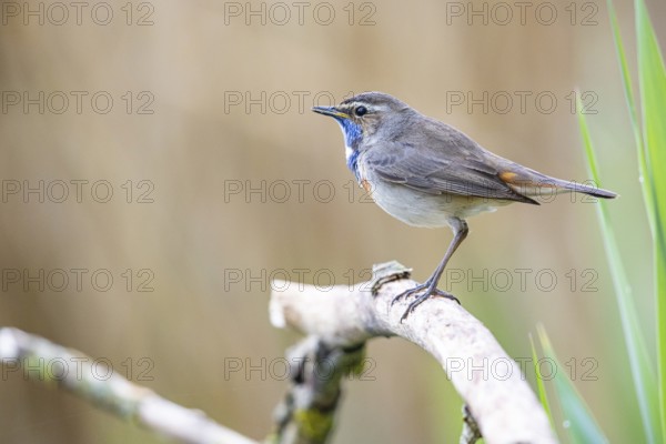 Bluethroat (Luscinia svecica cyanecula) Male Germany