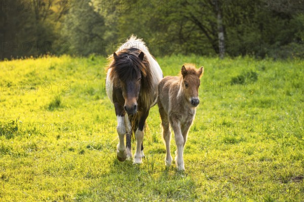 Icelandic horses in a pasture. Mare with foal. Pinto. Evening, golden hour, backlight. Germany