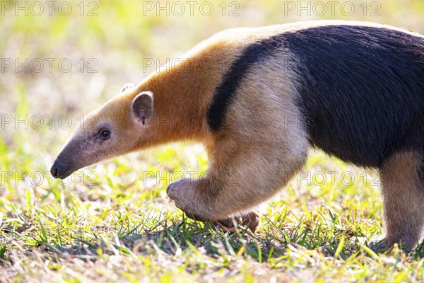 Southern tamandua (Tamandua tetradactyla) Pantanal Brazil