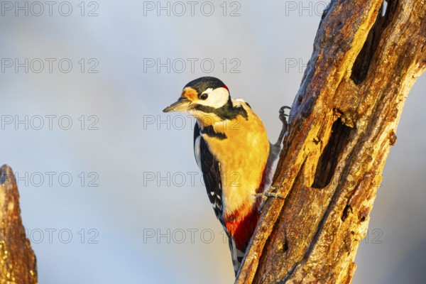 Great spotted woodpecker (Dendrocopus major) ml Germany