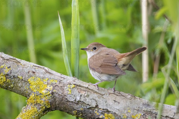 Nightingale (Luscinia megarhynchos) Germany