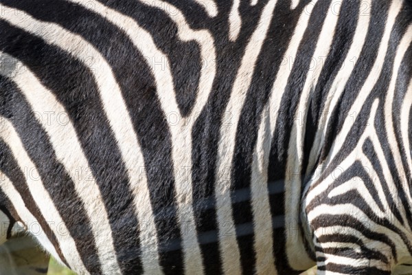 The zebra's stripes are black and white. The stripes are very close together, and the zebra's skin is very thick