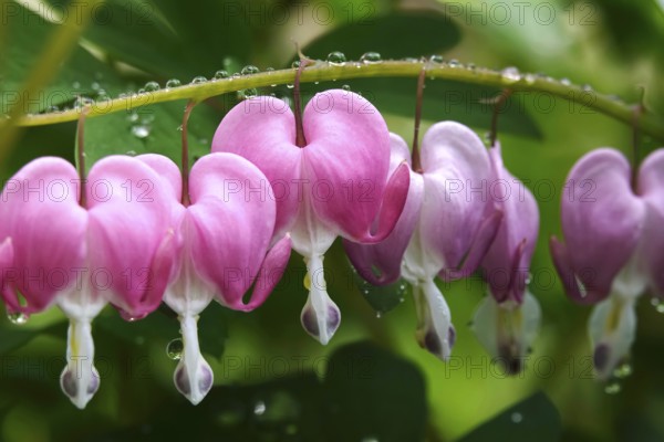 Tearful hearts after rain in April, Germany, Europe