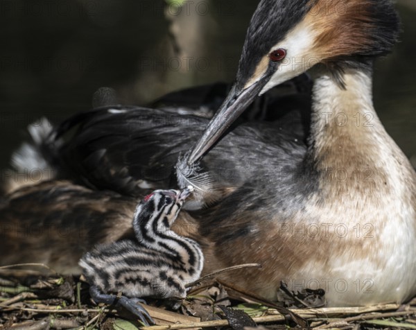 Great Crested Grebe (Podiceps Scalloped ribbonfish) with juvenile, Emsland, Lower Saxony, Germany, Europe