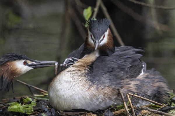 Great Crested Grebe (Podiceps Scalloped ribbonfish) with juveniles), Emsland, Lower Saxony, Germany, Europe