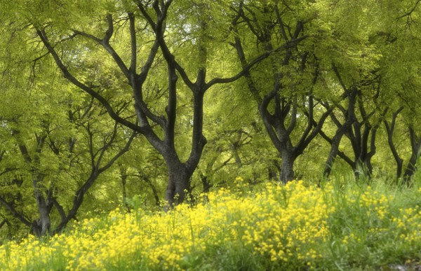 Old trees blooming in spring among yellow cypress spurge flowers (Euphorbia cyparissias) Platamonas, Macedonia, Greece, Europe