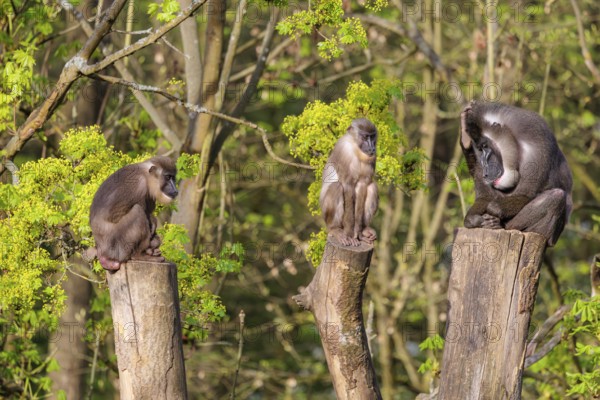Three Drills (Mandrillus leucophaeus), a male and two females, sit high up on the three stumps of a cut tree and enjoy the early sunlight. A green forest can be seen in the background