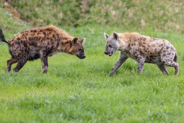 Two adult spotted hyenas (Crocuta crocuta), one male and one female, display courtship behavior