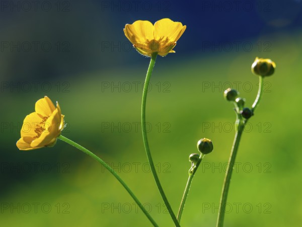 Ranunculus acris Bischofswiesen, Berchtesgadener Land, Upper Bavaria, Bavaria, Germany, Europe