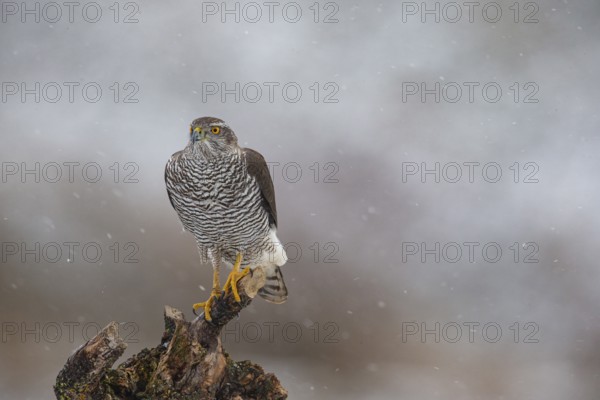 Goshawk (Accipiter gentilis) Germany