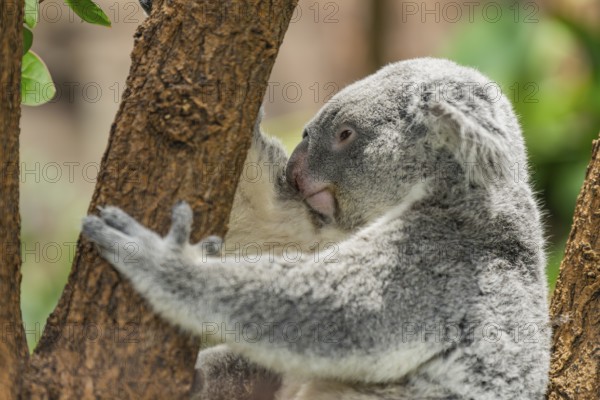 Koala (Phascolarctos cinereus) sitting on a tree, captive, distribution South Australia, Australia, Oceania