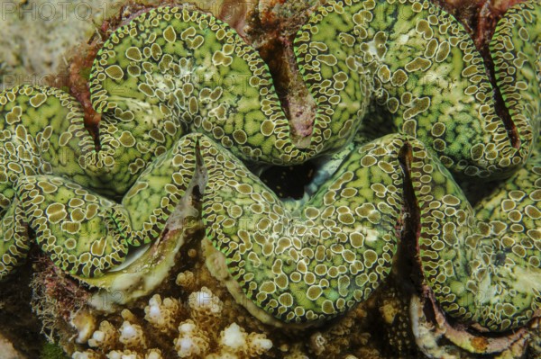 Underwater photo close-up detail photo of mantle of teardrop giant clam (Tridacna noae) Noah's giant clam, Pacific Ocean, Yap Island, Yap State, Caroline Islands, Federated States of Micronesia FSM, Australia, Oceania