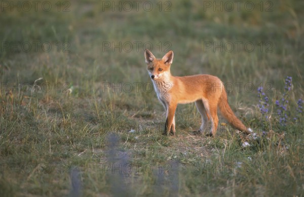 Red fox (Vulpes vulpes) Young fox looking around, Schorfheide-Chorin Biosphere Reserve, Brandenburg, Germany, Europe