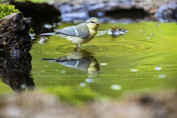 Blue Tit (Parus Caeruleus) Germany