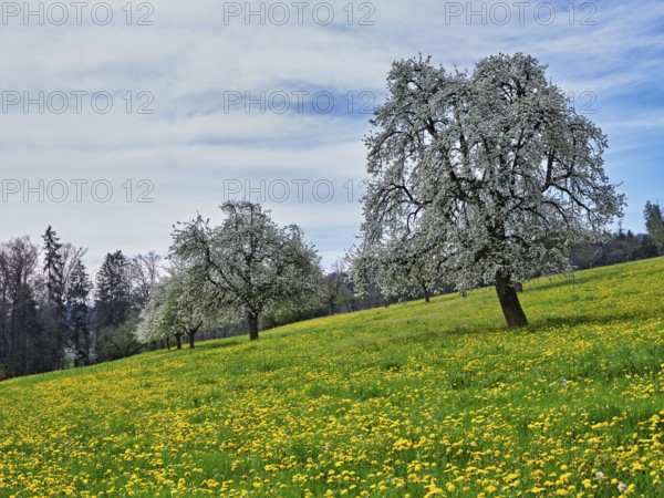 Field of flowering dandelions and pear trees (Pyrus communis), Beinwil, Freiamt, Canton Aargau, Switzerland, Europe