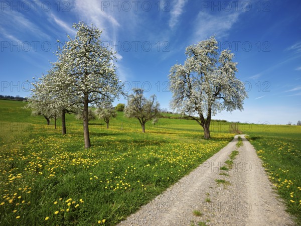Path leading through a field of flowering dandelions and pear trees (Pyrus communis), Beinwil, Freiamt, Canton Aargau, Switzerland, Europe