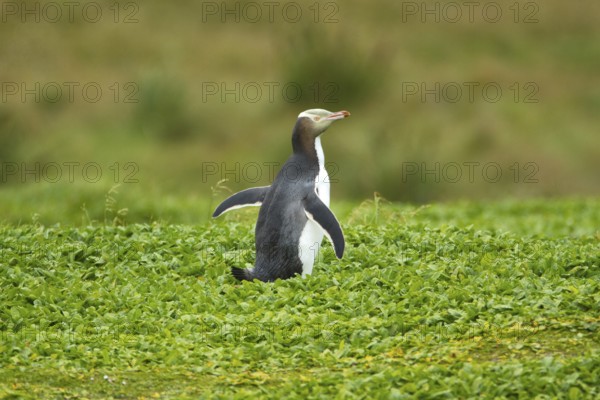 Yellow-eyed Penguin (Megadyptes antipodes), Enderby Island, Auckland Islands Archipelago, New Zealand, Oceania
