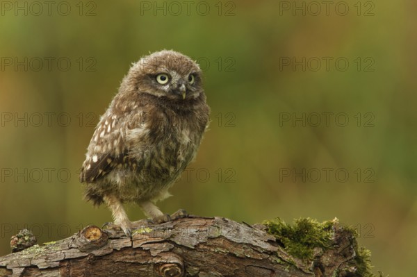 Little Owl (Athene noctua), Utrecht, Netherlands