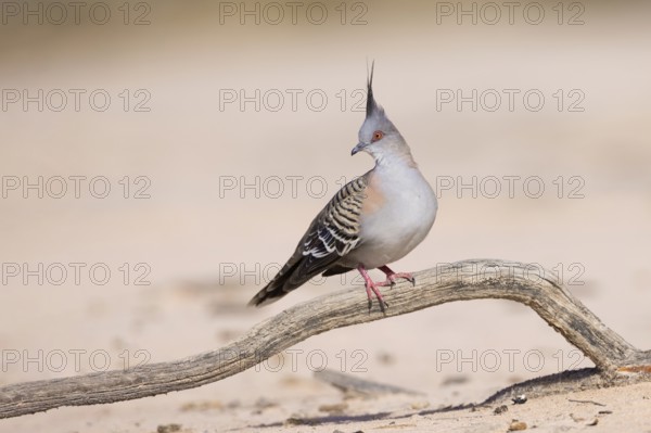 Crested Pigeon (Ocyphaps lophotes) perched on a dried branch on ground, Victoria, Australia, Oceania