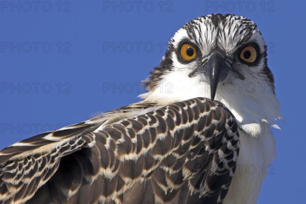 Western Osprey (Pandion haliaetus), Florida, USA, North America
