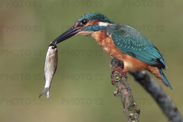 Common Kingfisher (Alcedo atthis) juvenile, Saxony-Anhalt, Germany, Europe