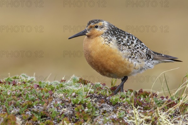 Red Knot (Calidris canutus) perched on the tundra in Nome, Alaska