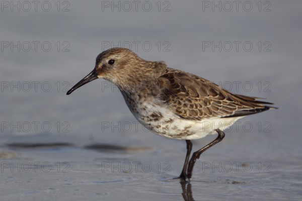 Alpenstrandläufer; lat. Calidris alpina; Seitenansicht; am Spülsaum im Flachwasser am Strand der Düne von Helgoland