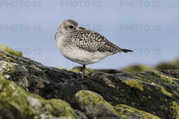 Grey Plover (Pluvialis squatarola), British Columbia, Canada, North America