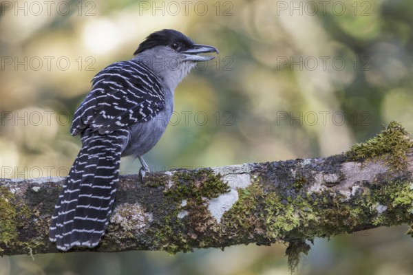 Giant Antshrike (Batara cinerea) perched on a branch in the Atlantic rainforest of southeast Brazil