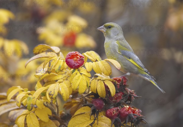 European Greenfinch (Chloris chloris), Mecklenburg-Western Pomerania, Germany, Europe