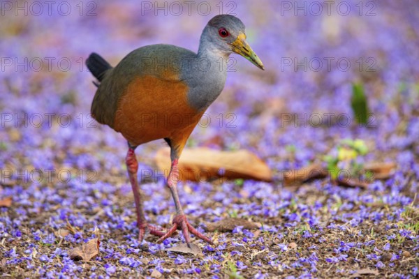 Grey-necked wood rail (Aramides cajanea) Pantanal Brazil