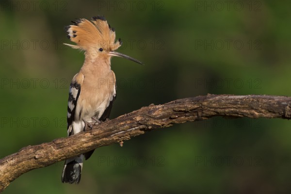 Eurasian Hoopoe (Upupa epops) male perched on a branch, Subotica, Serbia, Europe