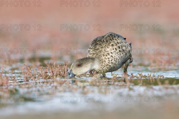 Grey Teal (Anas gracilis) feeding, Victoria, Australia, Oceania