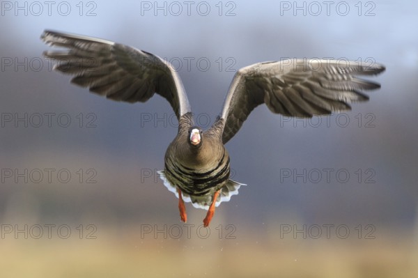 Greater White-fronted Goose (Anser albifrons) flying, North Rhine-Westphalia, Germany, Europe