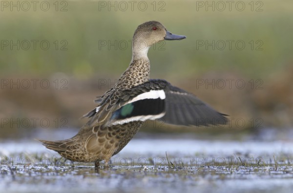 Grey Teal (Anas gracilis), Victoria, Australia, Oceania