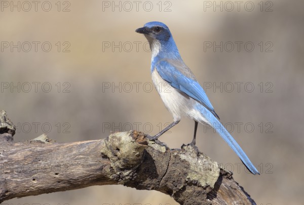 Western Scrub Jay (Aphelocoma californica) - California