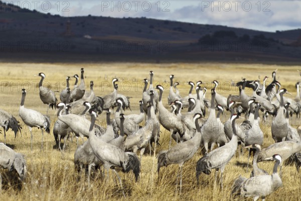 Common Crane (Grus grus), Laguna de Gallocanta, Spain, Europe