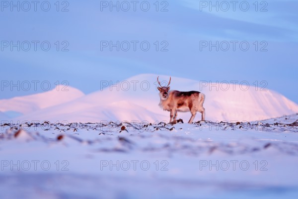 Winter landscape with reindeer. Wild Reindeer, Rangifer tarandus, with massive antlers in snow, Svalbard, Norway. Svalbard deer on rocky mountain. Wildlife scene from nature, winter pink blue sunset